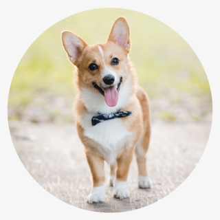 Pembroke Welsh Corgi Cardigan Welsh Corgi Puppy Dog, HD Png Download, Free Download