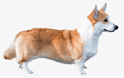 Cute Corgi Dog Png File, Transparent Png, Free Download