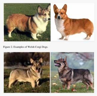 Corgi Png, Transparent Png, Free Download