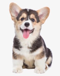 Corgi Png, Transparent Png, Free Download
