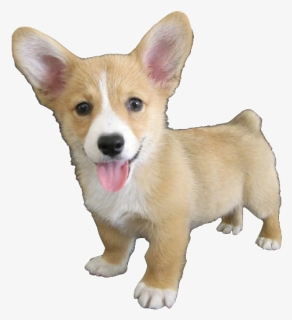 Cute Corgi Dog Png Hd, Transparent Png, Free Download
