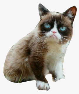 Grumpy Cat Png Picture, Transparent Png, Free Download