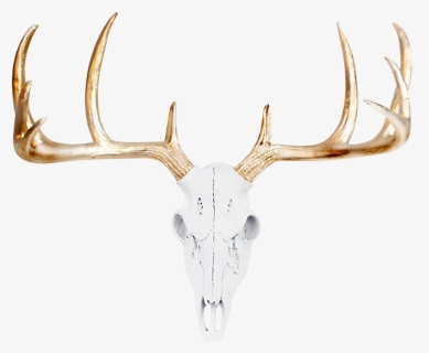 Antlers Side View, HD Png Download, Free Download