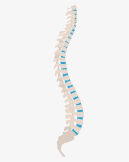 Spine Tips For Health Workers , Png Download, Transparent Png, Free Download