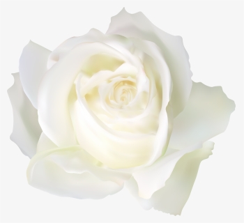 White Rose Png-, Transparent Png, Free Download