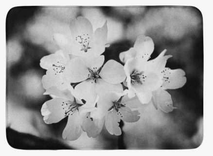 Cherry Blossom Petals Png, Transparent Png, Free Download