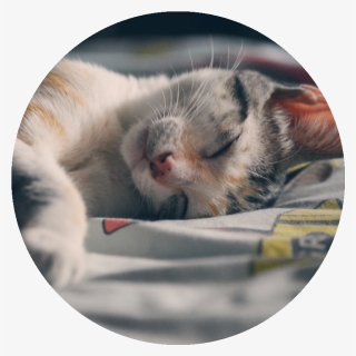 Stock Cat Sleeping, HD Png Download, Free Download
