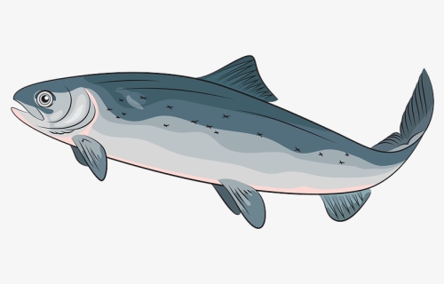 Atlantic Salmon Clipart, HD Png Download, Free Download