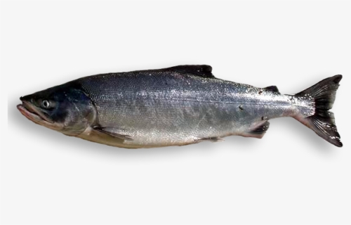Chum-salmon, HD Png Download, Free Download
