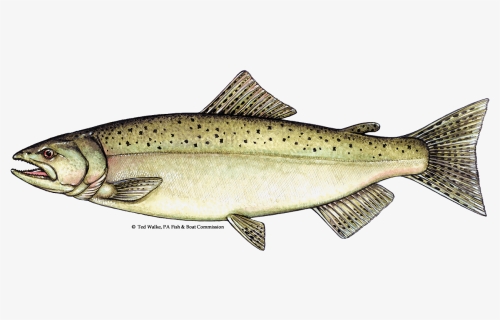 Transparent Salmon Clipart, HD Png Download, Free Download
