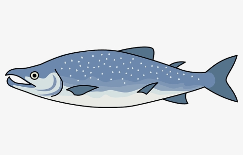 Salmon Fish Clipart, HD Png Download, Free Download