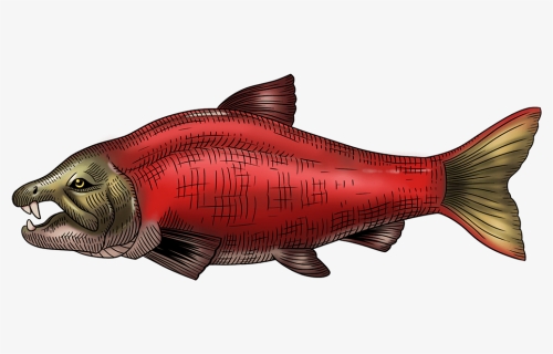 Prehistoric Sabretooth Salmon From 7 Million Years, HD Png Download, Free Download