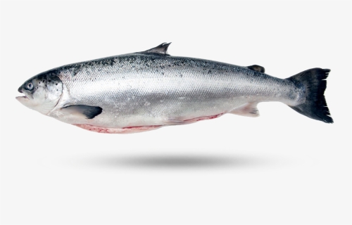 Scottish Salmon, HD Png Download, Free Download
