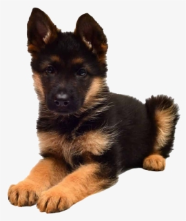 German Shepherd Puppy Png Picture, Transparent Png, Free Download