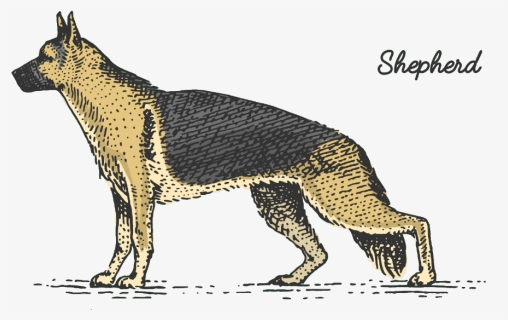 German Shepherd History, HD Png Download, Free Download