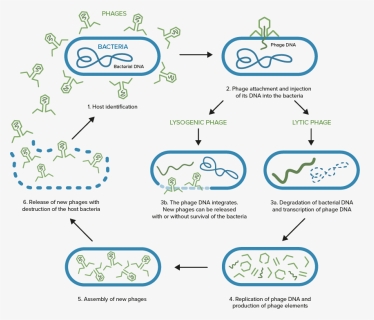 Phage Reproduction Cycle, HD Png Download, Free Download