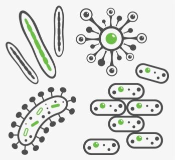 Graphics Of Bacteria That Cause Common Bacterial Infections, HD Png Download, Free Download