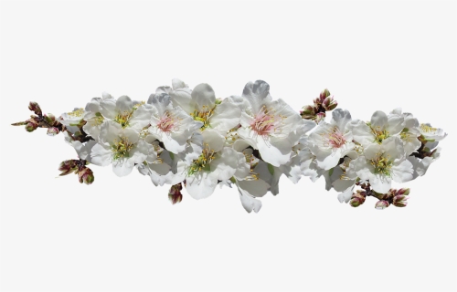 Cherry Blossom, HD Png Download, Free Download