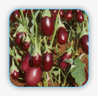 Sungro Hybrid Brinjal Pragati Vegetable Seeds - Sungro Pragati Seeds, HD Png Download, Free Download