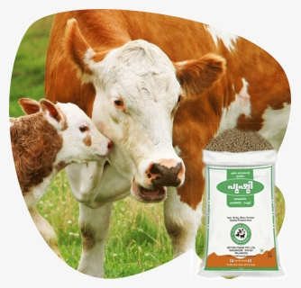 Betterfeedsindia Cattle Feedpng - Cow Cattle, Transparent Png, Free Download