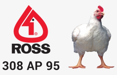 Hatching Eggs - Ross Broiler, HD Png Download, Free Download