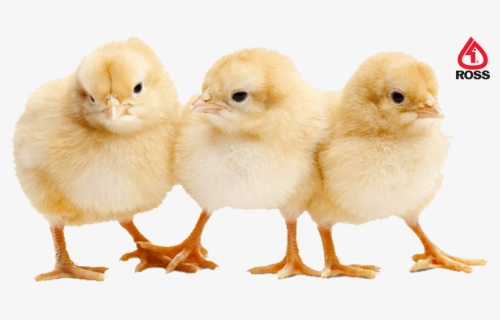 Baby Chick Png, Transparent Png, Free Download