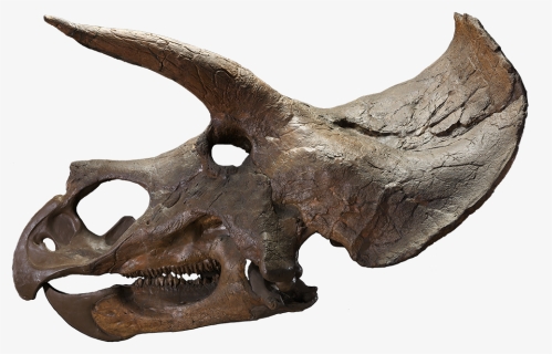 The Last American Dinosaurs - Triceratops Skull Transparent Background, HD Png Download, Free Download