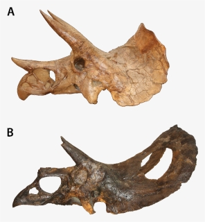 Skeleton Clipart Triceratops - Skull, HD Png Download, Free Download