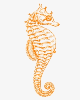 S Seahorse Clipart Png, Transparent Png, Free Download
