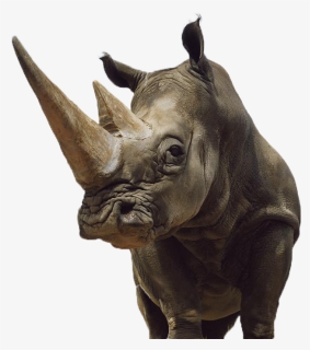 Rhinoceros Clipart Sumatran Rhino - Rinocerontes Salvajes, HD Png Download, Free Download