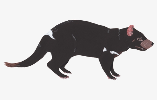 Tasmanian Devil, HD Png Download, Free Download