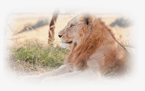 Keyring Lion Predator Lying Grass Field 56814 , Png - Prazo Para Entrega Do Imposto De Renda 2020, Transparent Png, Free Download