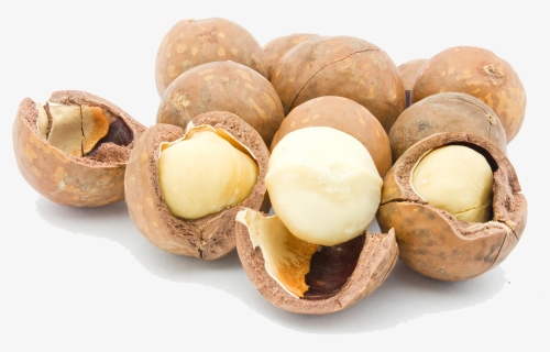 Macadamia Nuts Png Picture - Macadamia Nuts Png, Transparent Png, Free Download