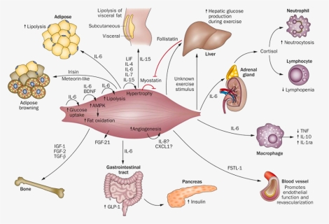 Metabolism Muscle, HD Png Download, Free Download