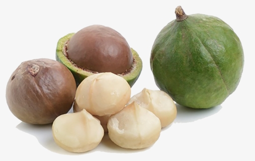Macadamia Nuts Free Png Image - Macadamia, Transparent Png, Free Download