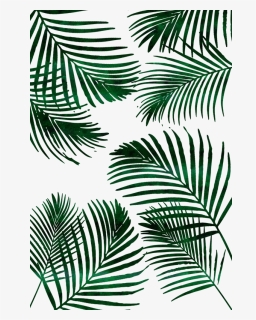Palm Leaves Png, Transparent Png, Free Download
