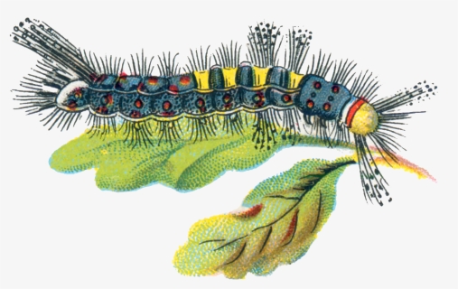 Orgyia Antiqua Caterpillar Male - Caterpillar Uk Illustration, HD Png Download, Free Download