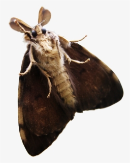 Moth Png Transparent - Moth Transparent Png, Png Download, Free Download