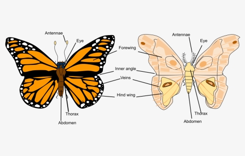 Butterfly Reproductive System Male And Female, HD Png Download, Free Download