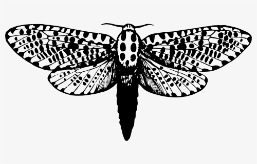 Leopard Moth Clip Arts - Giant Leopard Moth Drawing, HD Png Download, Free Download