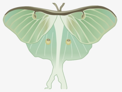 Luna Moth Clipart Transparent - Luna Moth Illustration, HD Png Download, Free Download