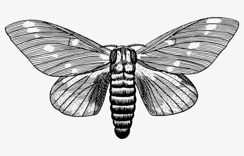 Regal Moth Clip Arts - Black And White Moth Clip Art, HD Png Download, Free Download