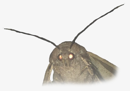 Moth Meme White Background , Png Download - Transparent Images Of Memes, Png Download, Free Download