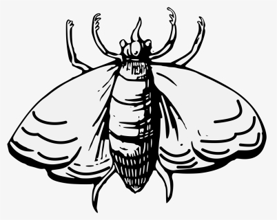 Moth, HD Png Download, Free Download