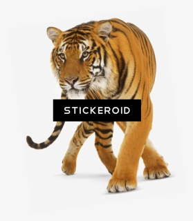 Dk Readers L3 - Transparent Background Tiger Png, Png Download, Free Download