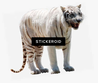 Tiger White Png , Png Download - Pure White Tiger Png, Transparent Png, Free Download