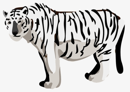 White Tiger Animal Clipart - Siberian Tiger, HD Png Download, Free Download