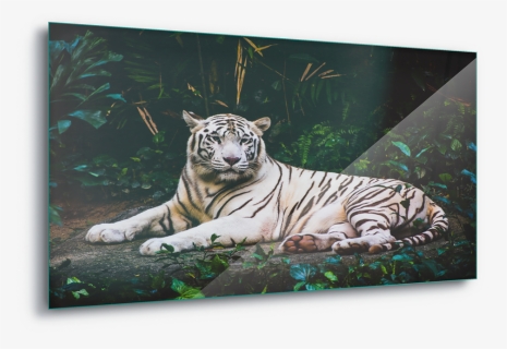 White Tiger Wild Animal Canvas Amp Glass Wall - Tiger Wallpaper 4k, HD Png Download, Free Download
