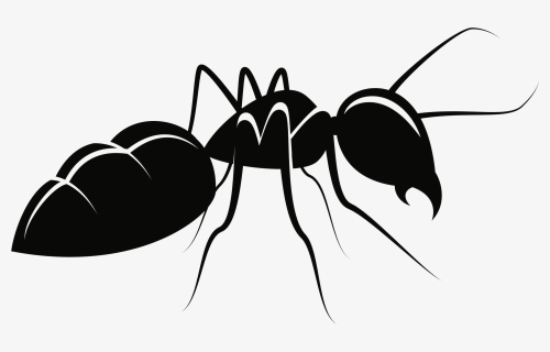 Line Clipart Ant - Ant Clipart, HD Png Download, Free Download