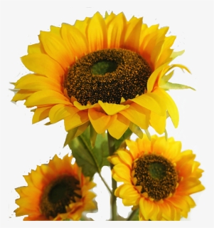 Sunflowers Png Leave - Full Ka Photo Download, Transparent Png, Free Download